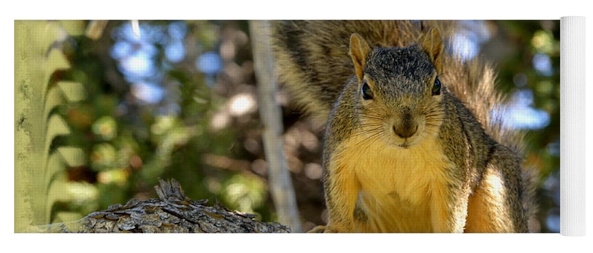 Squirrel Yoga Mat featuring the photograph Curious Squirrel 2 by Kae Cheatham