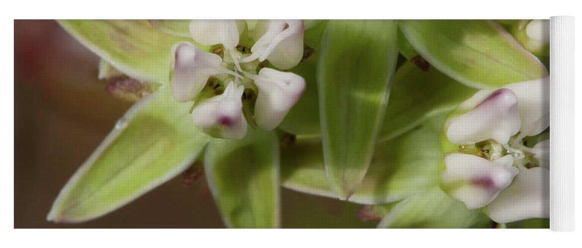 Milkweed Yoga Mat featuring the photograph Curtiss' Milkweed #4 by Paul Rebmann