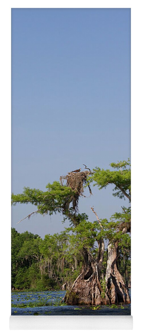 Cypress Yoga Mat featuring the photograph Cypress Osprey Duo by Paul Rebmann