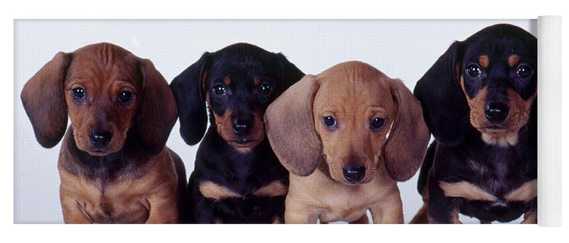 Dachshund Yoga Mat featuring the photograph Dachshund Puppies by Carolyn McKeone and Photo Researchers