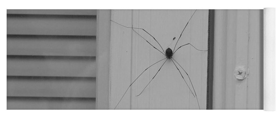 Spider Yoga Mat featuring the photograph Daddy Long Legs in Black and White by Ali Baucom