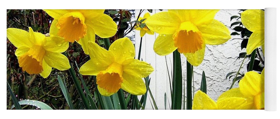 Daffodils Yoga Mat featuring the photograph Daffodils by Will Borden