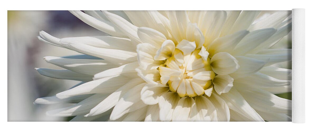 Wallart Yoga Mat featuring the photograph Dahlia by Miguel Winterpacht