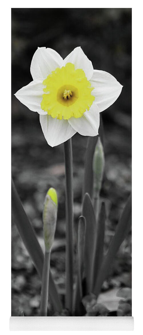 Daffodil Yoga Mat featuring the photograph Dallas Daffodils 13 by Pamela Critchlow
