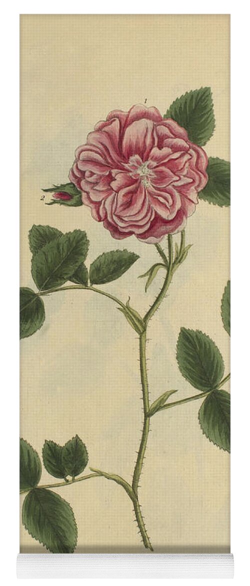 Science Yoga Mat featuring the photograph Damask Rose, Medicinal Plant, 1737 by Science Source