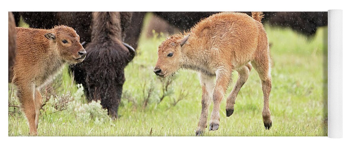Bison Yoga Mat featuring the photograph Dance in the Rain by Eilish Palmer