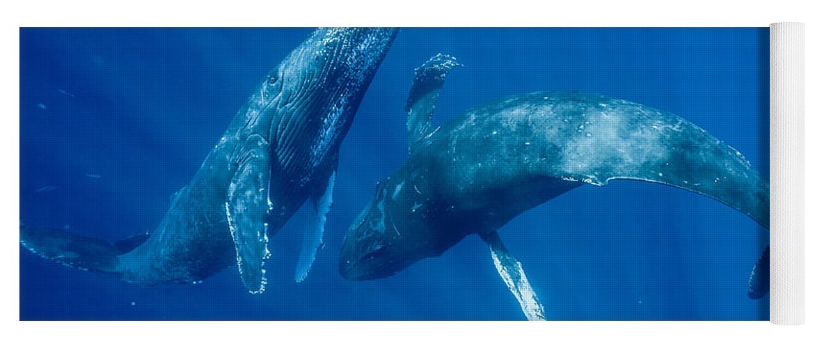 00513190 Yoga Mat featuring the photograph Dancing Humpback Whales by Flip Nicklin