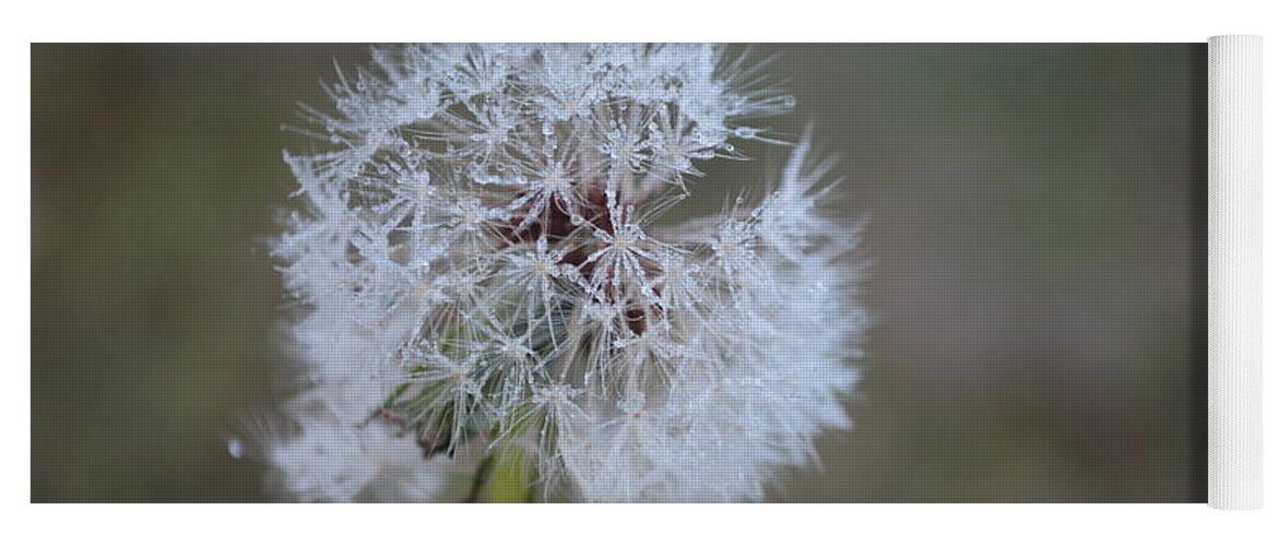 Dandelion Frost Yoga Mat featuring the photograph Dandelion Frost by Maria Urso