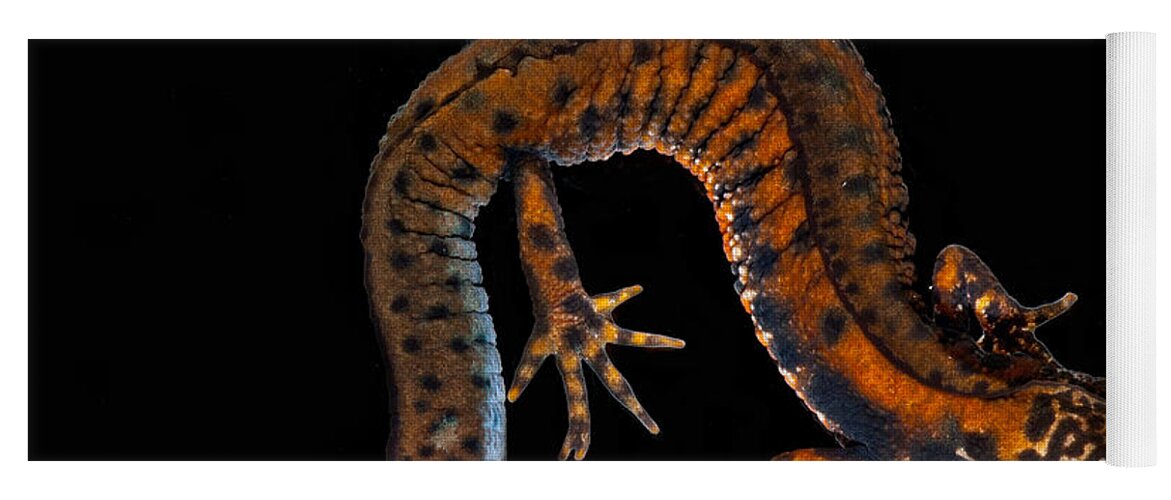 Danube Crested Newt Yoga Mat featuring the photograph Danube Crested Newt by Dant Fenolio