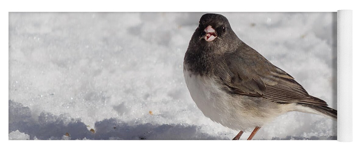 Animal Yoga Mat featuring the photograph Dark-eyed junco by SAURAVphoto Online Store
