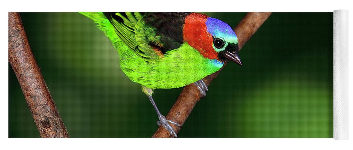 Red-necked Tanager Yoga Mat featuring the photograph Dark to Light by Tony Beck