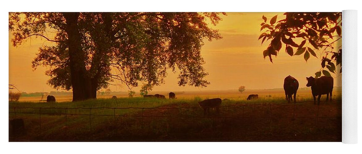 Cows Yoga Mat featuring the photograph Deep in the Peaceful Shadows by Curtis Tilleraas