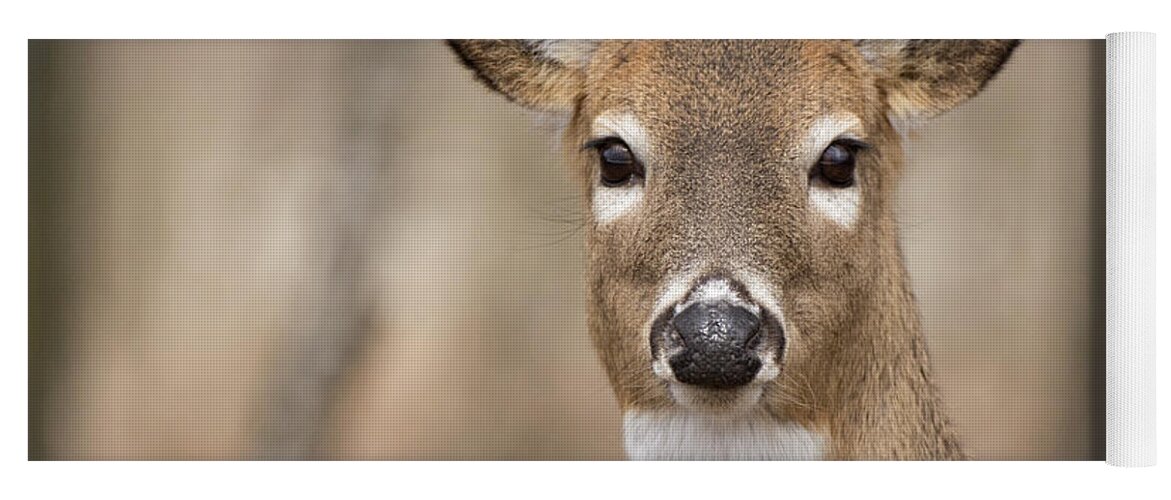 White-tail Yoga Mat featuring the photograph Deer 4 by Deborah Ritch