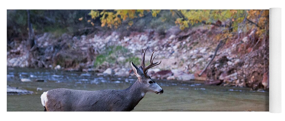 Zion Yoga Mat featuring the photograph Deer Crossing River by Wesley Aston
