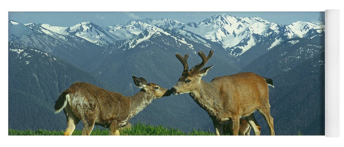 Black Tailed Deer Yoga Mat featuring the photograph MA-181-Deer in Love by Ed Cooper Photography