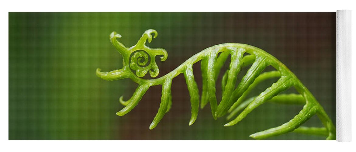 Fern Yoga Mat featuring the photograph Delicate Fern Frond Spiral by Rona Black