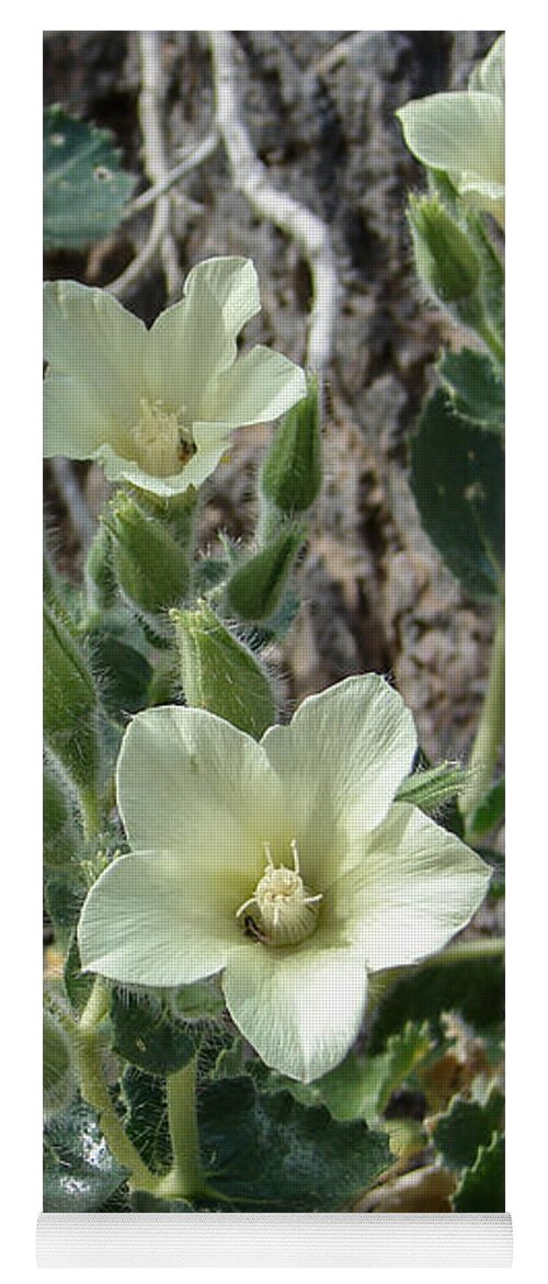 Flowers Yoga Mat featuring the photograph Desert Holly by Carl Moore