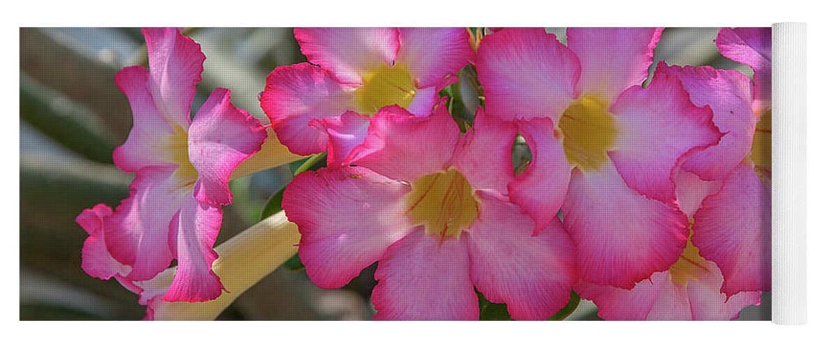 Scenic Yoga Mat featuring the photograph Desert Rose or Chuanchom DTHB2105 by Gerry Gantt