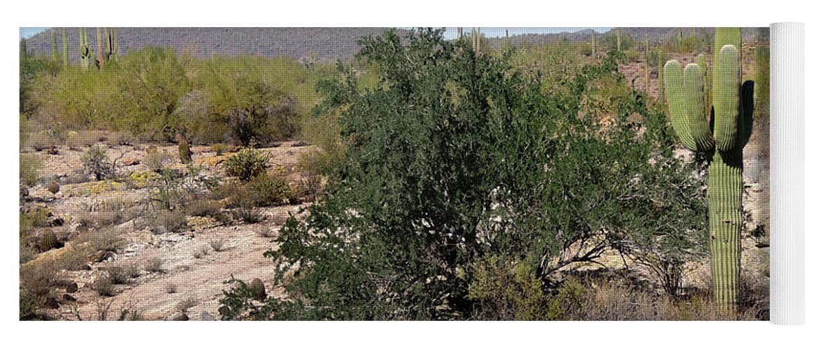 Saguaro Yoga Mat featuring the photograph Desert Scrub by Gordon Beck