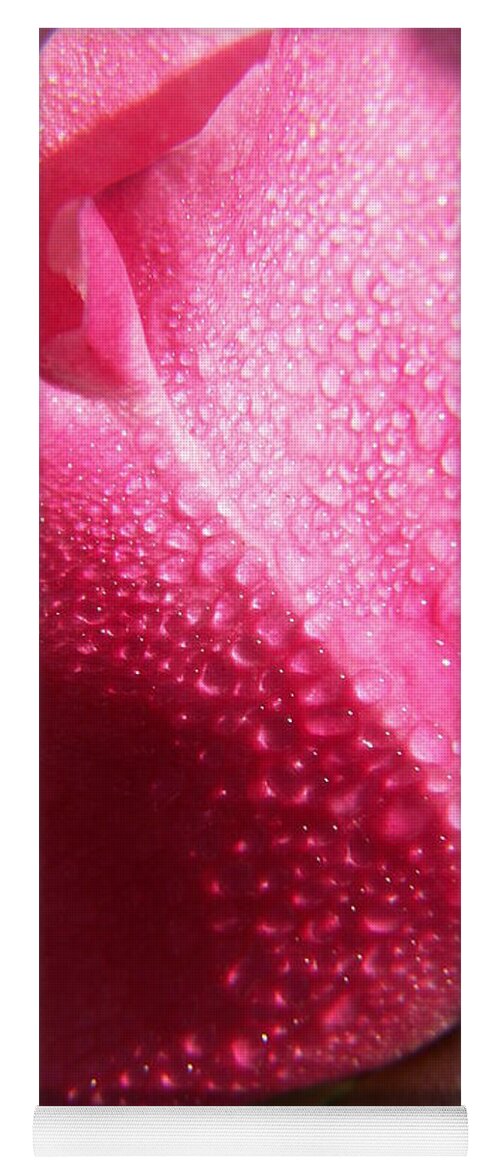 Pink Roses Yoga Mat featuring the photograph Dewy Rose by Amy Fose