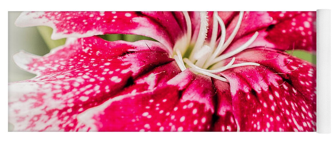 Dianthus Yoga Mat featuring the photograph Dianthus Beauty by Yeates Photography