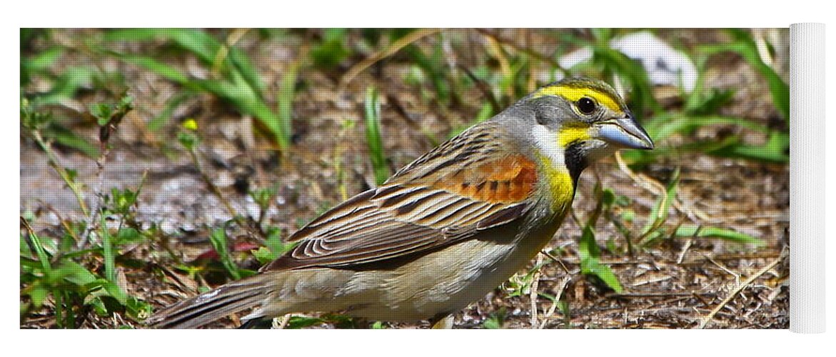 Dickcissel Yoga Mat featuring the photograph Dickcissel by Barbara Bowen