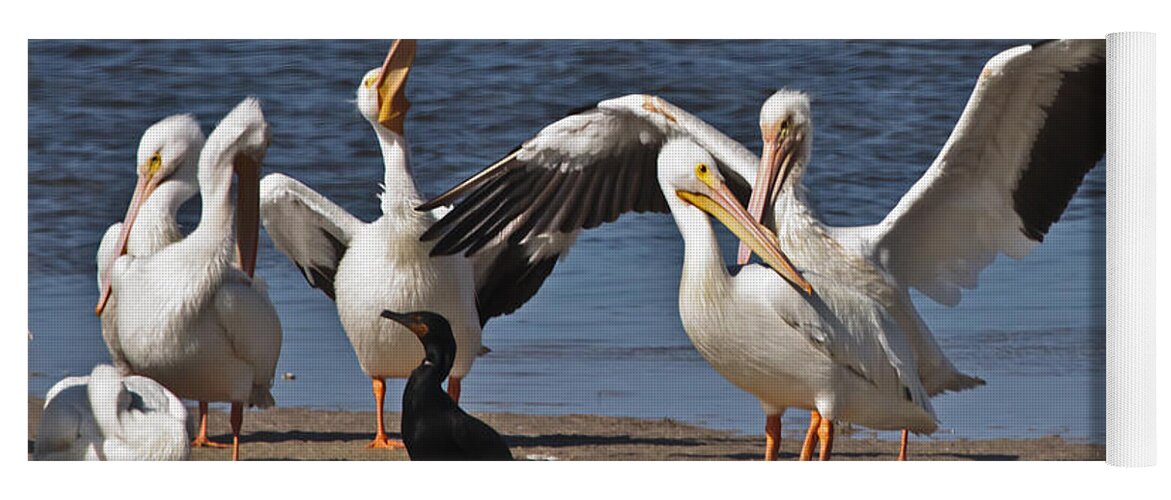 Florida Yoga Mat featuring the photograph Ding Darling - White Pelicans Relaxing by Ronald Reid