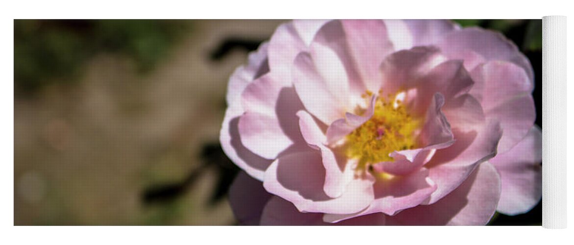 Close-up Yoga Mat featuring the photograph Distant Drums Rose - 2 by K Bradley Washburn