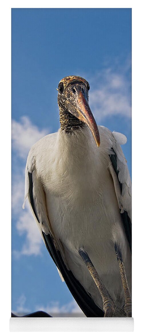 Stork Yoga Mat featuring the photograph Do I Know You by Christopher Holmes