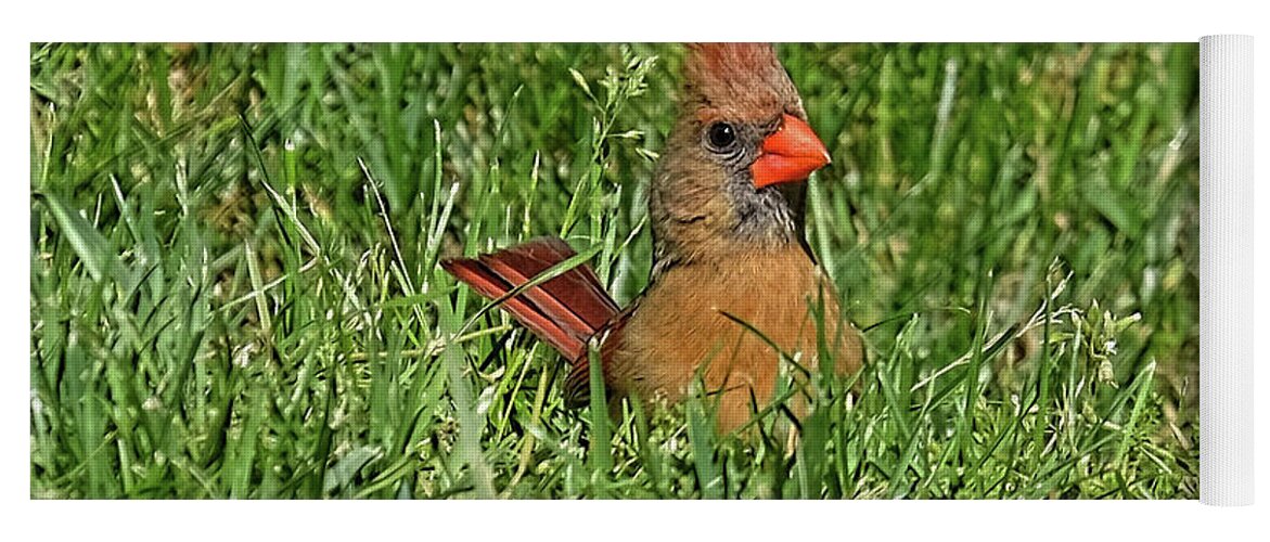Female Cardinal Yoga Mat featuring the photograph Do you mind? by Ronda Ryan