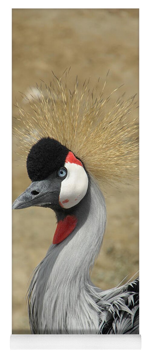 Bird Yoga Mat featuring the photograph Does My Hair Look Ok by Donna Blackhall