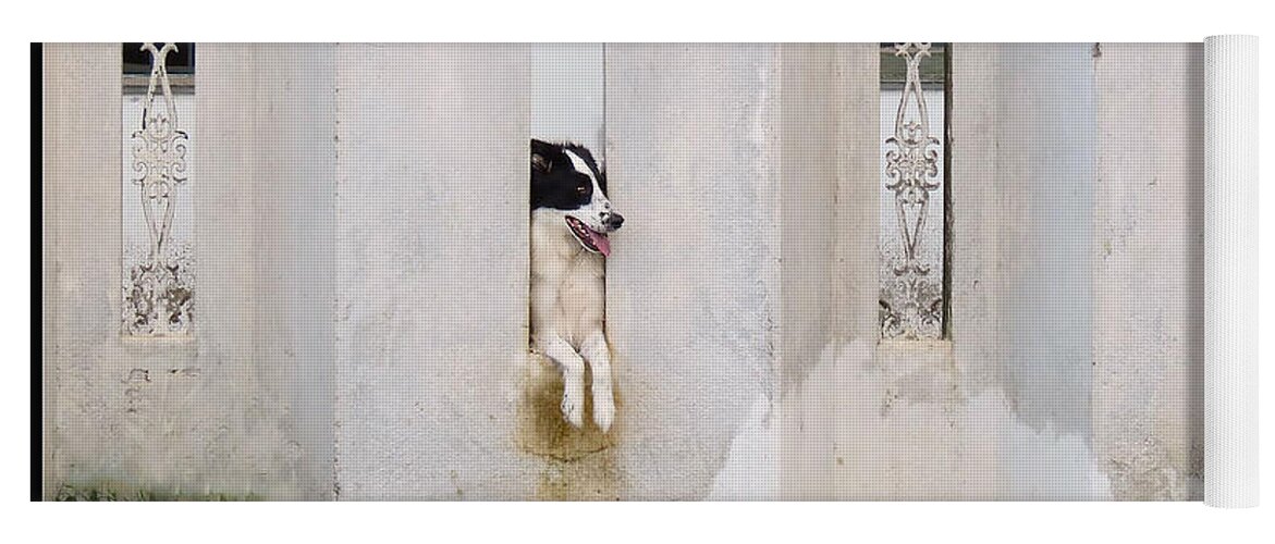 Border Collie Yoga Mat featuring the photograph Dog Watching by Metaphor Photo