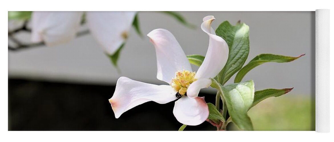 Dogwood Flowers Yoga Mat featuring the photograph Dogwood Flower Bloom by Carol Riddle