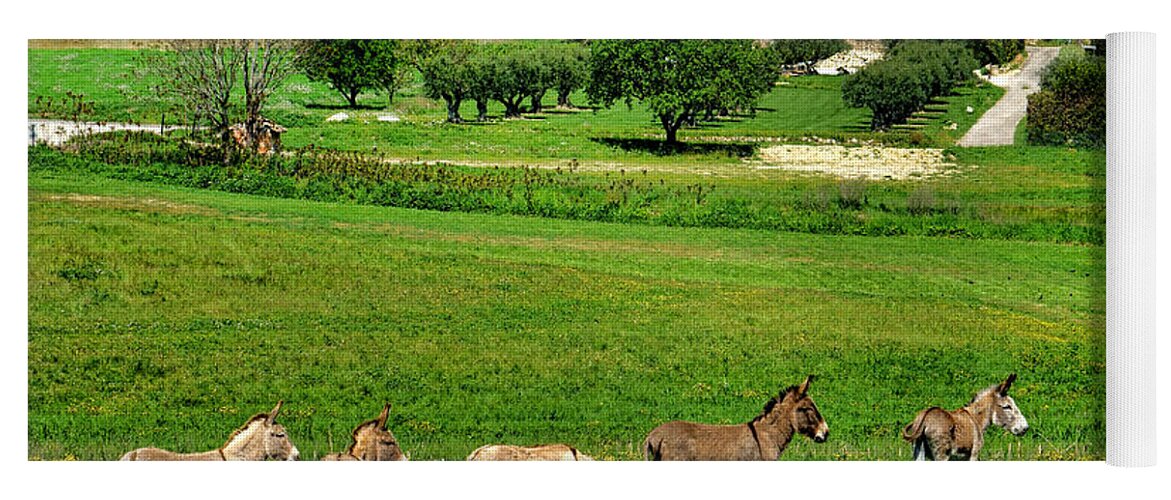 Provence Yoga Mat featuring the photograph Donkeys in Provence by Olivier Le Queinec