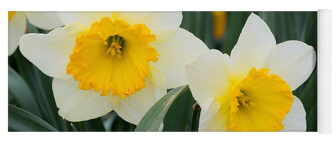 Daffodils Yoga Mat featuring the photograph Double Daffodils by Holden The Moment