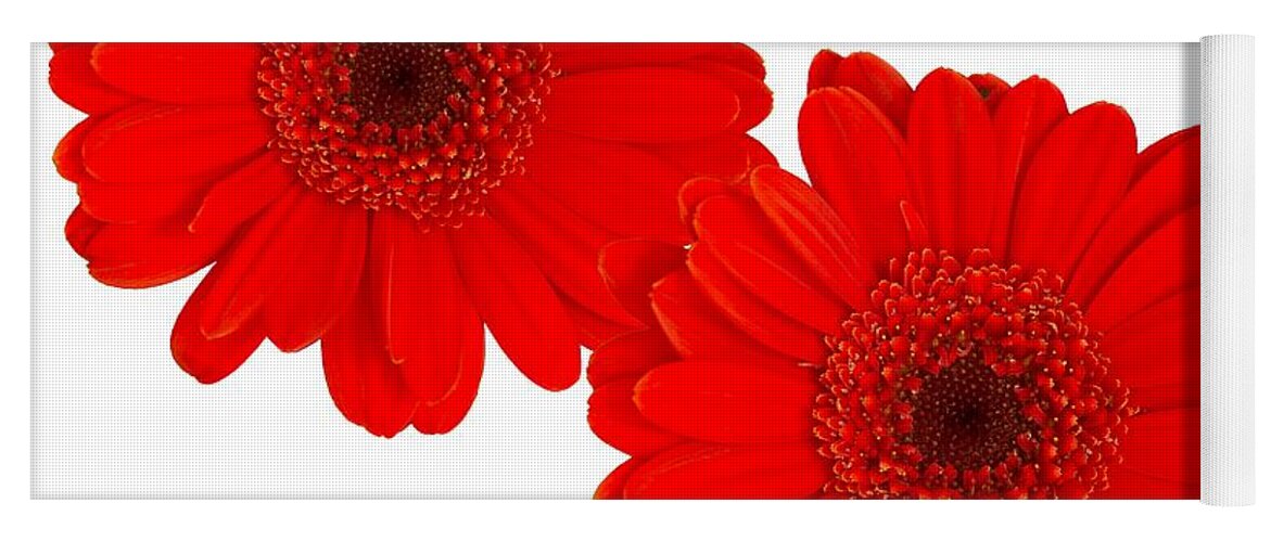 Red Gerbera Daisy Yoga Mat featuring the photograph Double Gerbera by Scott Carruthers
