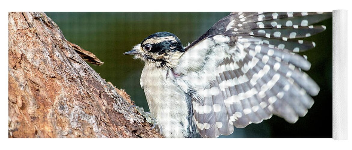 Downy Woodpeckers Yoga Mat featuring the photograph Downy Wings by Judi Dressler