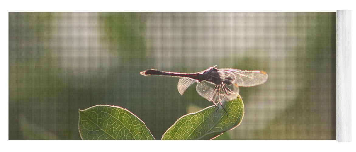 Insect Yoga Mat featuring the photograph Dragonfly Basking in the Twilight by Robert Banach