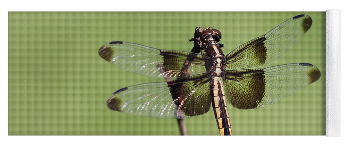 Dragonfly. Dragon Fly Yoga Mat featuring the photograph Dragonfly by John Moyer
