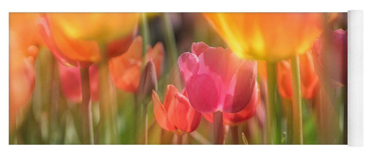 Tulip Yoga Mat featuring the photograph Drenched In Sunlight by Andrea Platt