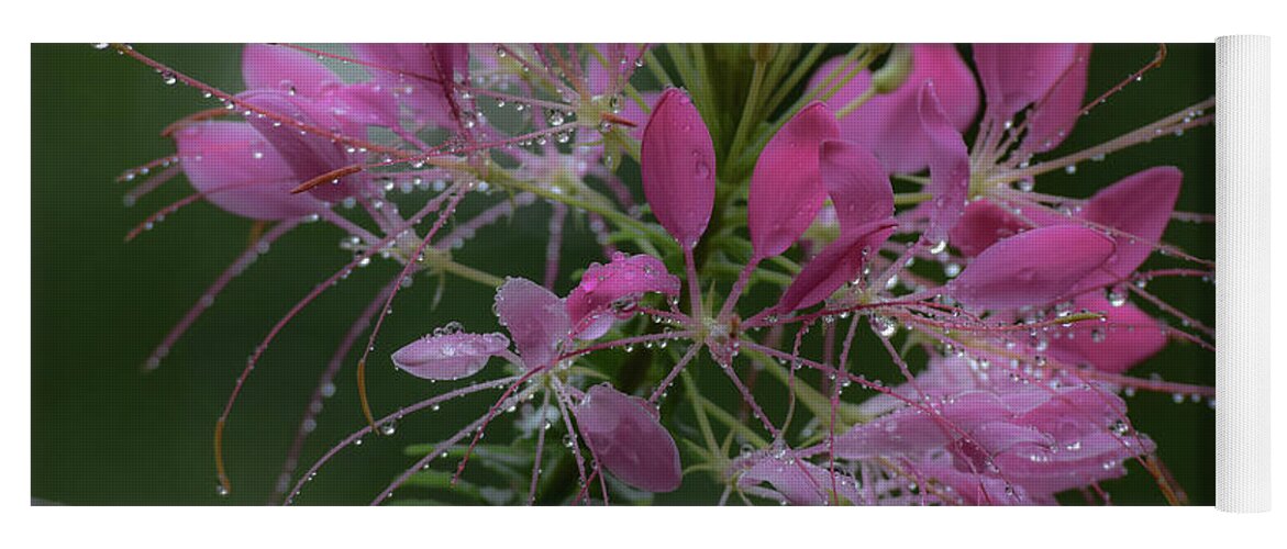 Cleome Yoga Mat featuring the photograph Drenched With Love by Deborah Crew-Johnson