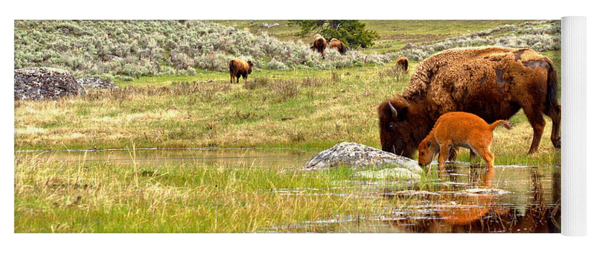 Bison Yoga Mat featuring the photograph Drinking Apart From The Herd by Adam Jewell