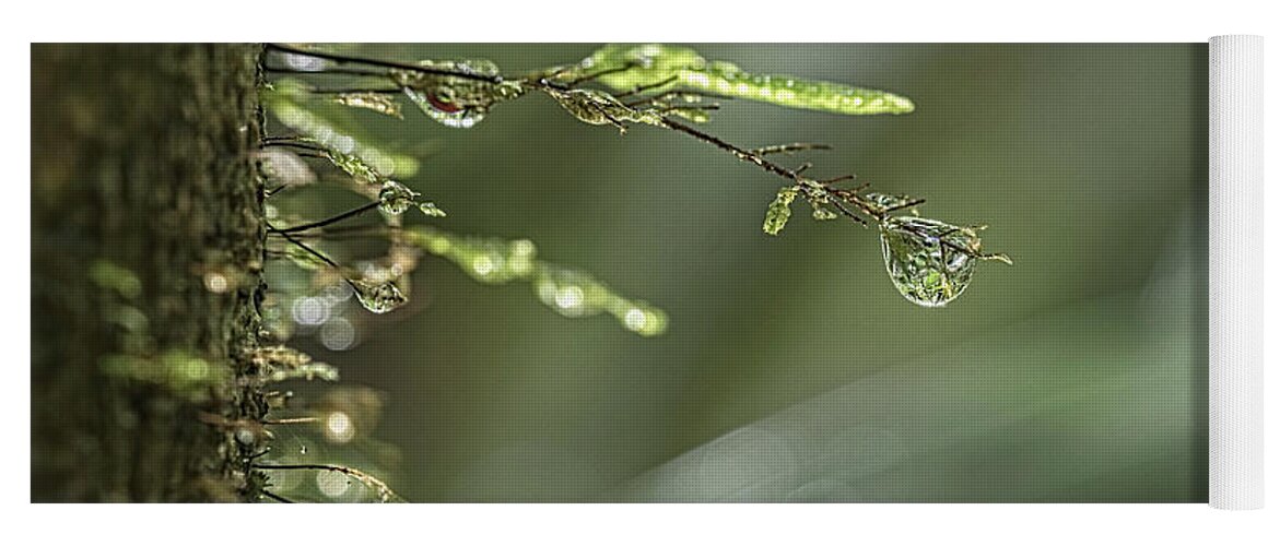 Rainforest Yoga Mat featuring the photograph Droplet by Catherine Reading