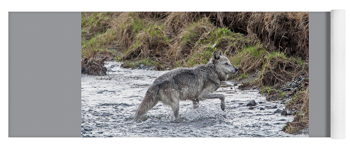 Wolf Yoga Mat featuring the photograph Druid Wolf 21M in Soda Butte Creek by Mark Miller