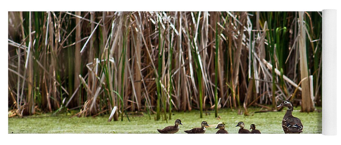 Wood Duck Yoga Mat featuring the photograph Ducks All In A Row by Ed Peterson