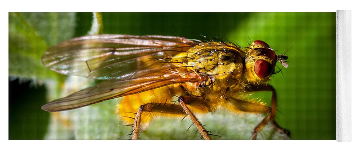 Insect Yoga Mat featuring the photograph Dung Fly on Leaf by Jeff Phillippi