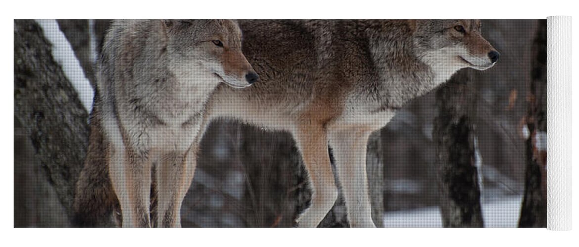 Coyote Yoga Mat featuring the photograph Dynamic Duo by Bianca Nadeau