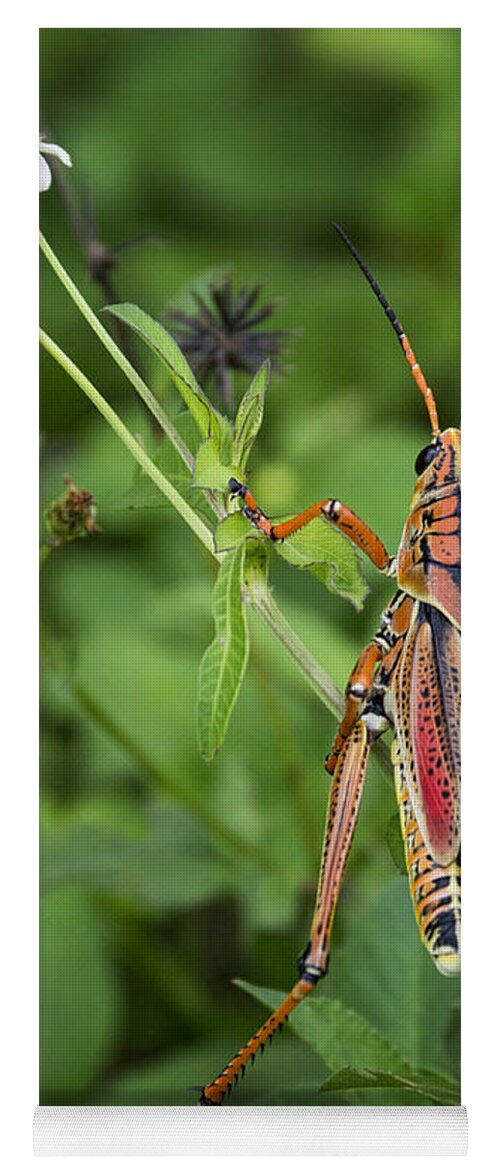 Eastern Lubber Grasshopper Yoga Mat featuring the photograph Eastern Lubber Grasshopper by Saija Lehtonen
