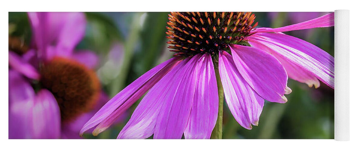 Asteraceae Yoga Mat featuring the photograph Eastern Purple Coneflower by Tim Abeln