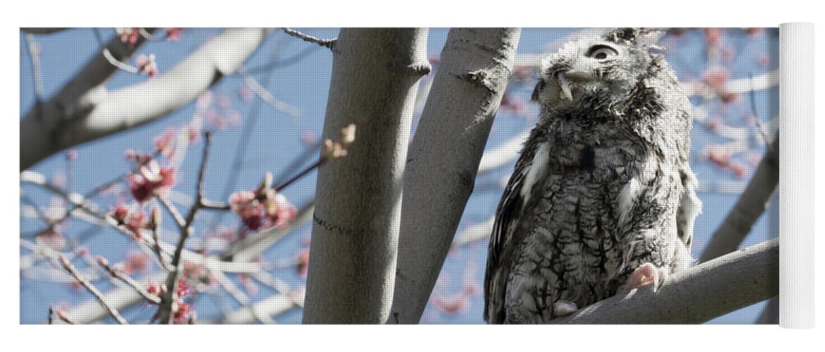 Eastern Screech Owl 3 Yoga Mat featuring the photograph Eastern Screech Owl 3 by Tracy Winter